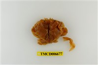 藏品(頑強黎明蟹)的圖片